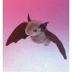 Bat